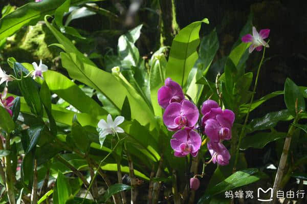 海南呀诺达热带雨林