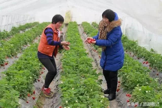 在长兴岛樱桃花盛开地方