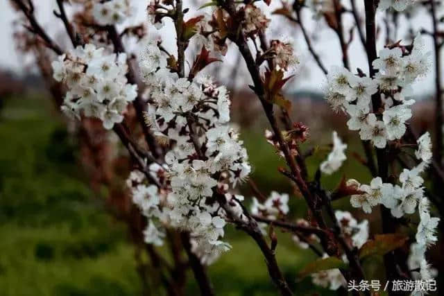 在长兴岛樱桃花盛开地方