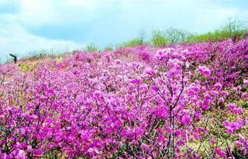 4月27日，中国•和龙第十一届长白山金达莱国际文化旅游节盛装启幕