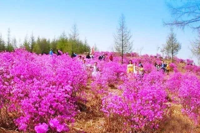 4月27日，中国•和龙第十一届长白山金达莱国际文化旅游节盛装启幕