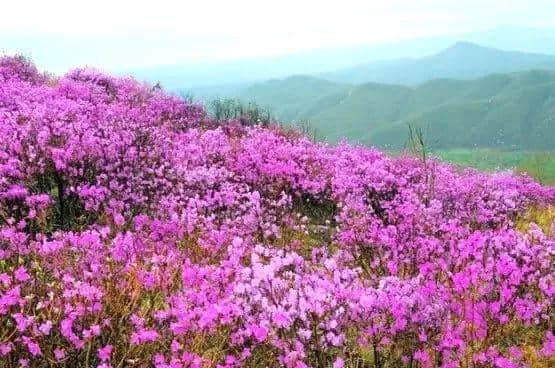 4月27日，中国•和龙第十一届长白山金达莱国际文化旅游节盛装启幕