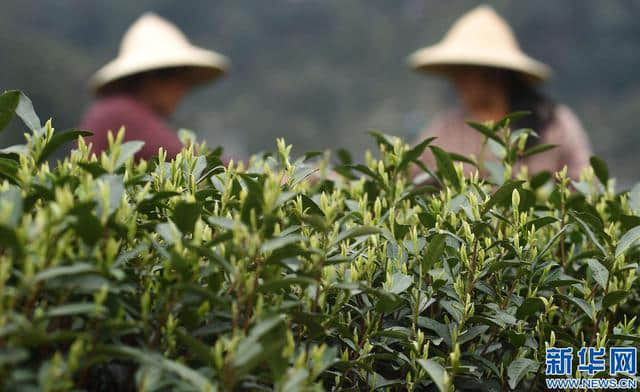 2018杭州茶博会下周开幕，一系列茶事等你体验，六条访茶旅游线路了解一下