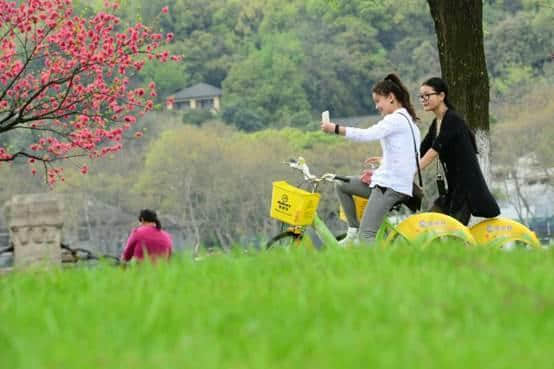 踏青赏花去！杭州西湖景区最新公交攻略看这里