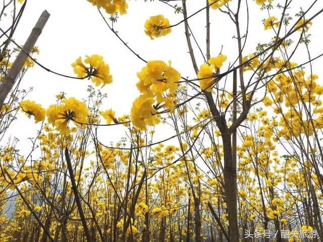 韶关周末新玩法！赏花海、摘桑葚，教你正确开启清明小长假！