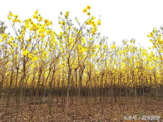 韶关周末新玩法！赏花海、摘桑葚，教你正确开启清明小长假！