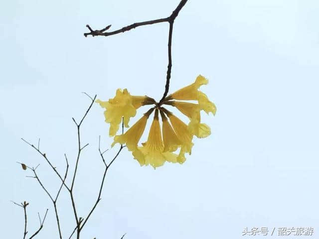 韶关周末新玩法！赏花海、摘桑葚，教你正确开启清明小长假！