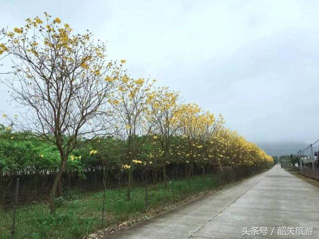 韶关周末新玩法！赏花海、摘桑葚，教你正确开启清明小长假！