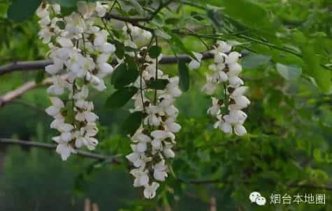 原创｜烟台这些地方即将进入盛花期，最全“花海地图”送给你！