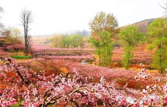 原创｜烟台这些地方即将进入盛花期，最全“花海地图”送给你！