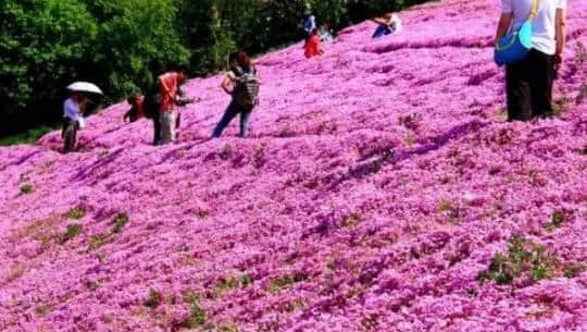 原创｜烟台这些地方即将进入盛花期，最全“花海地图”送给你！