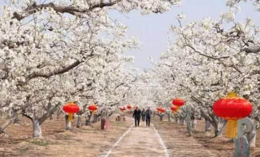 原创｜烟台这些地方即将进入盛花期，最全“花海地图”送给你！