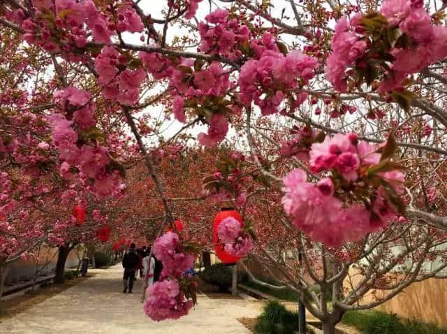 原创｜烟台这些地方即将进入盛花期，最全“花海地图”送给你！