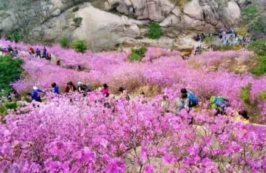 原创｜烟台这些地方即将进入盛花期，最全“花海地图”送给你！