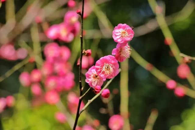 这里，是花开满城的韶关！