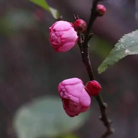 这里，是花开满城的韶关！