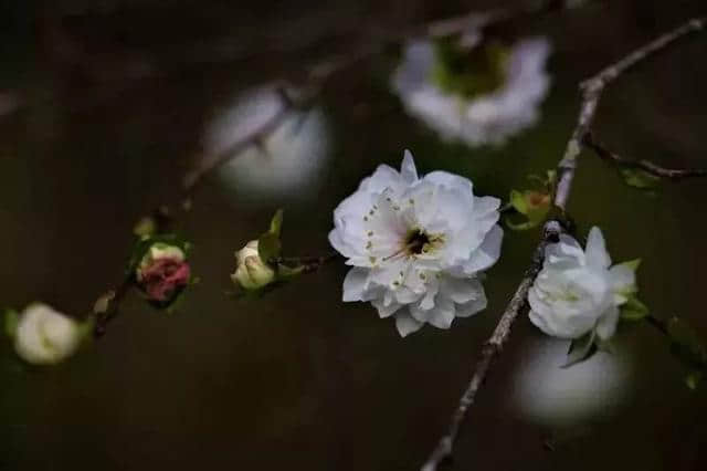 这里，是花开满城的韶关！