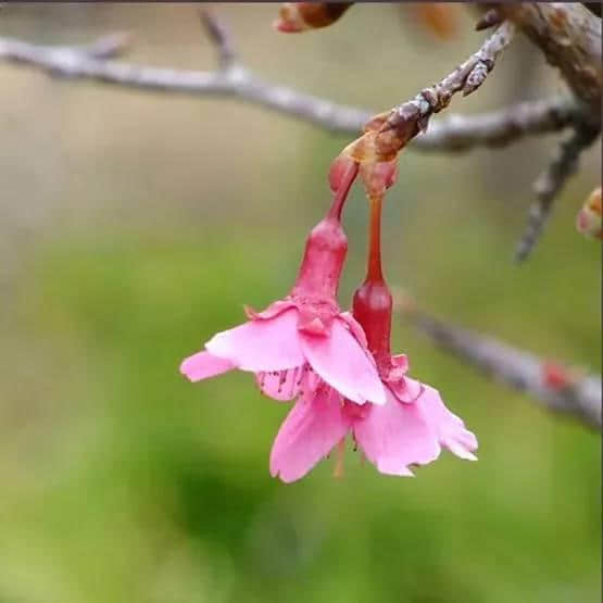 这里，是花开满城的韶关！