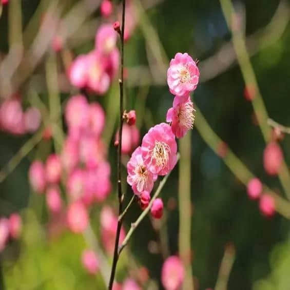 这里，是花开满城的韶关！