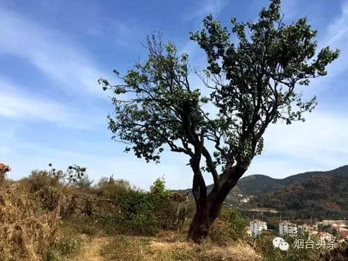 休闲头条丨烟台最全免费登山地图！8大好去处！