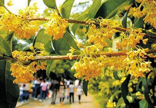 杭州一日旅游线路规划