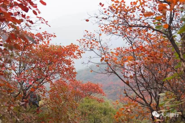 河南最美的红叶已经到来，你值得专程来一趟少林寺