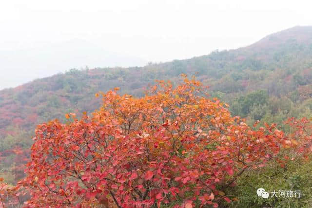 河南最美的红叶已经到来，你值得专程来一趟少林寺