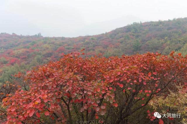 河南最美的红叶已经到来，你值得专程来一趟少林寺