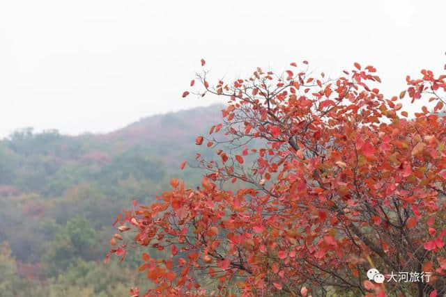 河南最美的红叶已经到来，你值得专程来一趟少林寺