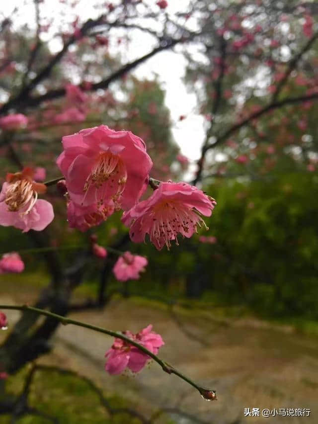 3月江浙沪周边赏花攻略，不负春光不负韶华，周末走起