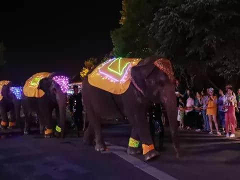 魔都好去处，上海野生动物园夜间开园，给大家送攻略啦