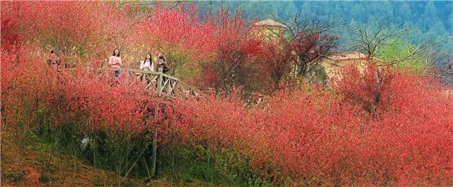 （票豆豆旅游）长泰十里蓝山休闲度假景区