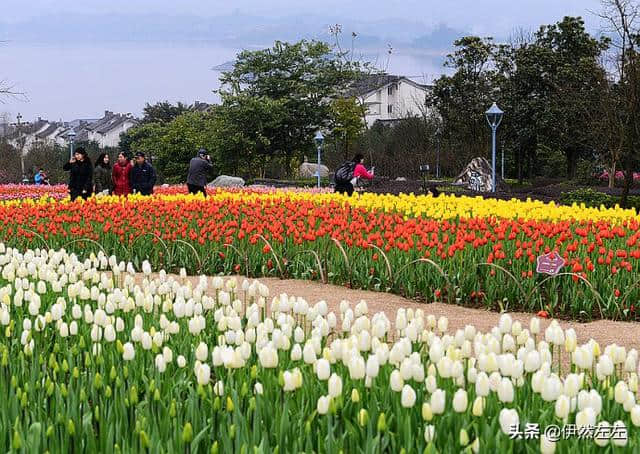 【2019】游走四川4·郁金香盛开的长寿湖美如仙境