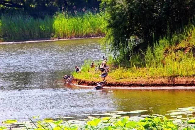 在长春｜全国首座！北湖公园要建湿地博物馆了，这才是北湖的正确打开方式……