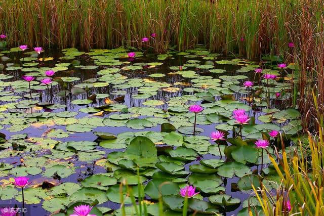 国内旅游：广州“华南植物园”——植物世界的天地