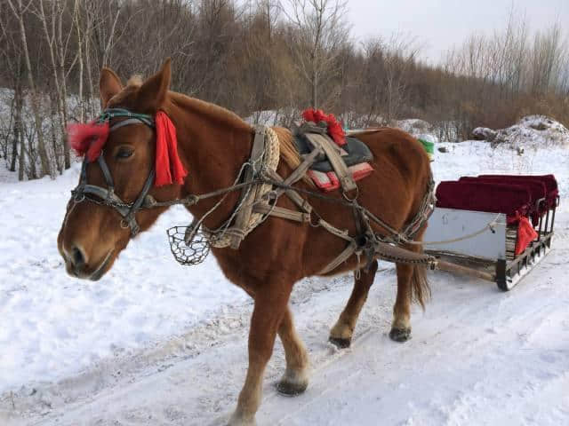 金牌线路指南-带你玩转哈尔滨、亚布力、雪乡5天攻略