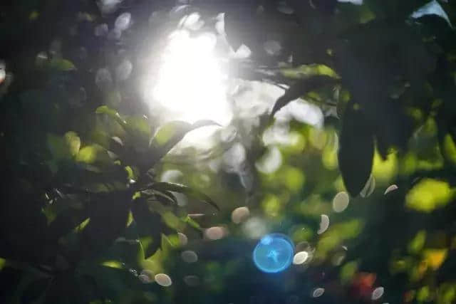 探秘呀诺达，热带雨林原来是这个样子啊