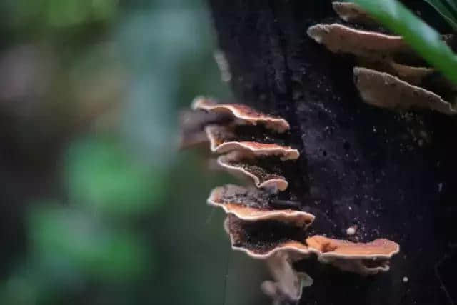 探秘呀诺达，热带雨林原来是这个样子啊