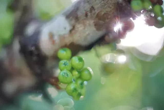 探秘呀诺达，热带雨林原来是这个样子啊