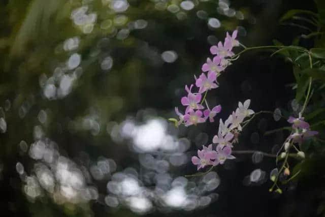 探秘呀诺达，热带雨林原来是这个样子啊