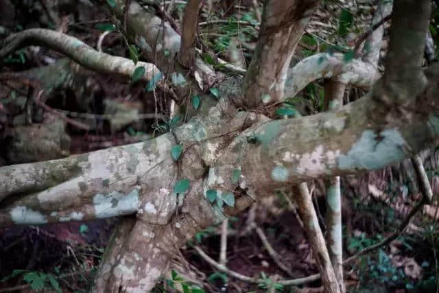 探秘呀诺达，热带雨林原来是这个样子啊