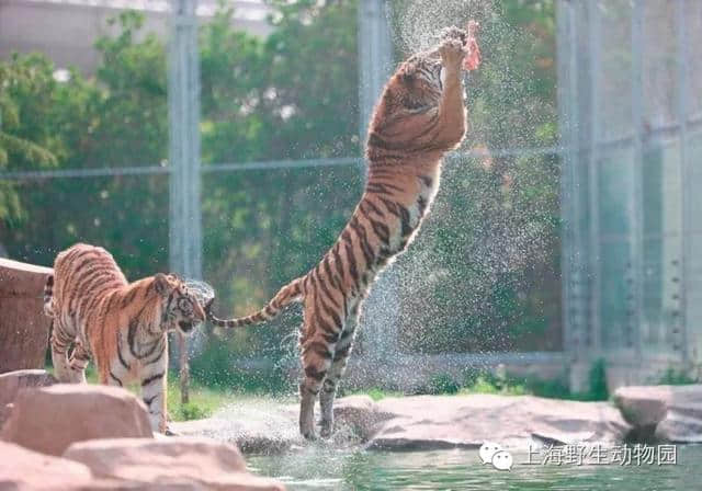 一位野生动物园忠实粉丝的雨天完美攻略