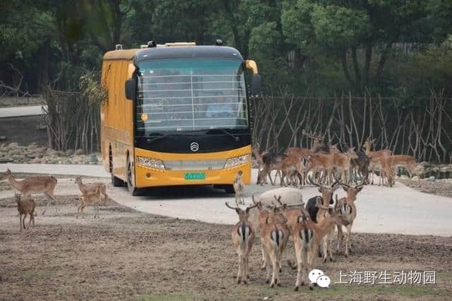 一位野生动物园忠实粉丝的雨天完美攻略