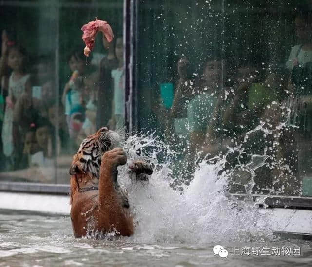 一位野生动物园忠实粉丝的雨天完美攻略