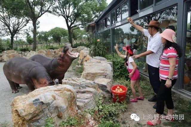 一位野生动物园忠实粉丝的雨天完美攻略