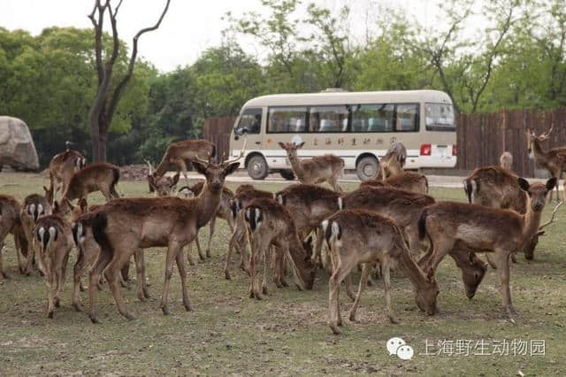 一位野生动物园忠实粉丝的雨天完美攻略