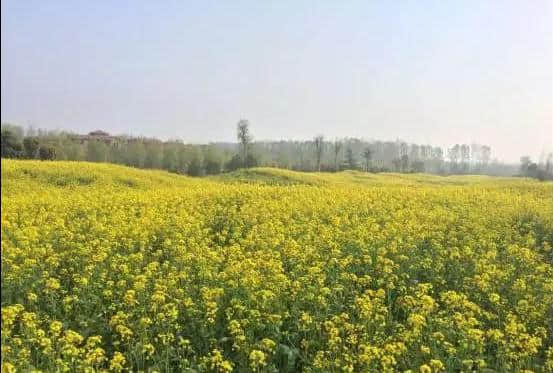 中央电视台《乡约》走进长葛音乐樱花节，邂逅浪漫“樱”缘