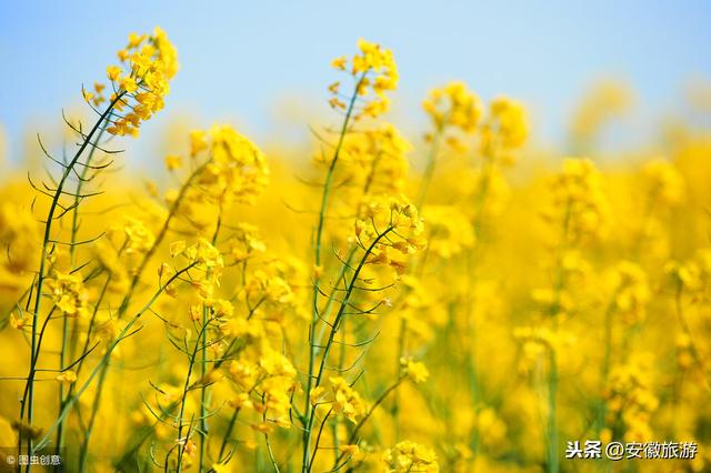 宣城2019年春季赏花攻略出炉！