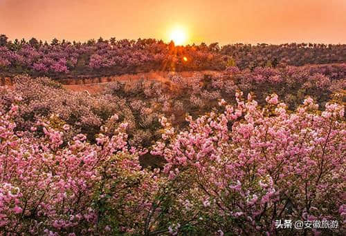 宣城2019年春季赏花攻略出炉！