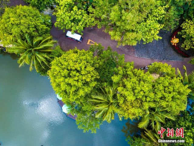 航拍海南保亭呀诺达热带雨林